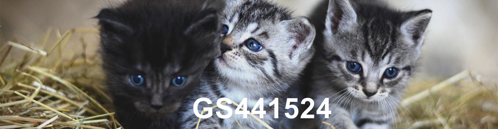 kwaliteit Gs-441524 fabriek